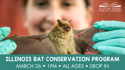 close up of brown bat held by its wings by a woman with mint green gloves