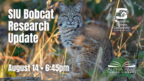 photo of bobcat sitting in tall grass facing camera, white text